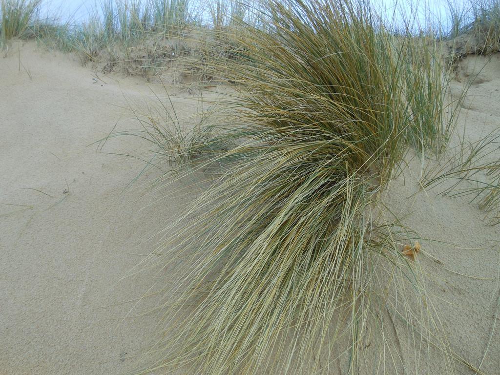 Hotel De La Petite Plage Saint-Georges-d'Oleron Zewnętrze zdjęcie